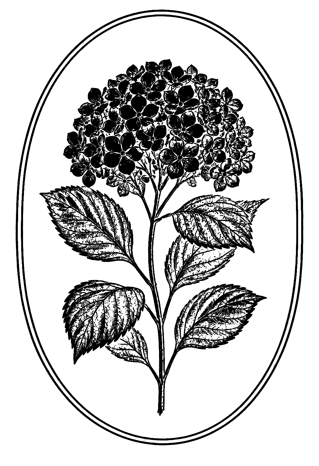 Verdalia hydrangea symbol in Ink