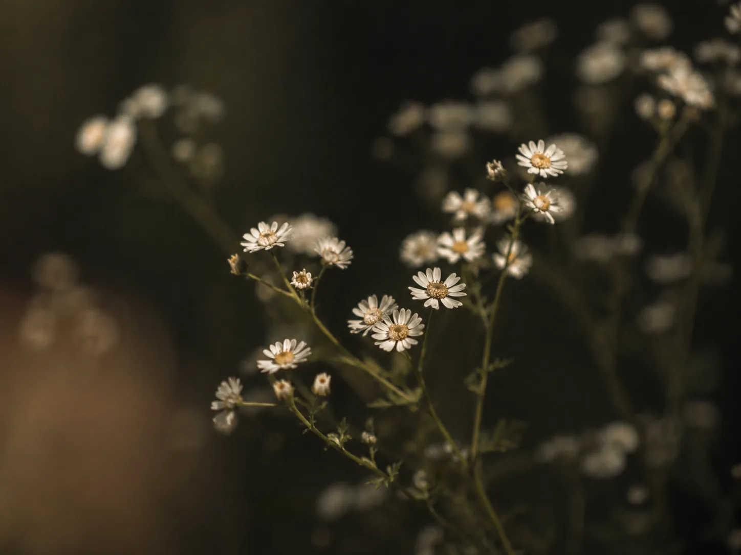 Delicate white daisies in the Verdalia botanical world