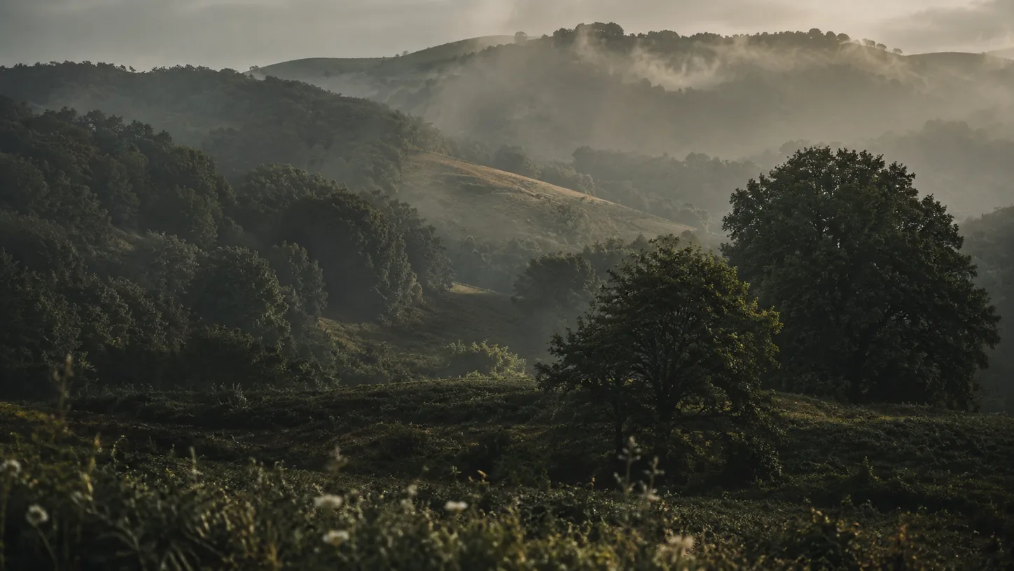 Misty green landscape